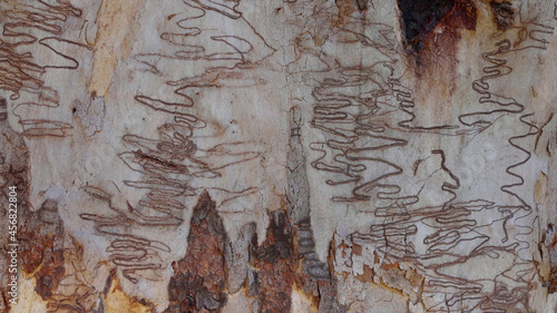 the trunk of a scribbly gum tree at dunns swamp photo