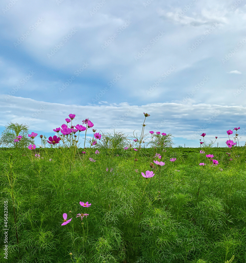 Pink wildflowers and grass, shot from a low angle, with blue sky and clouds above and plenty of copy space.