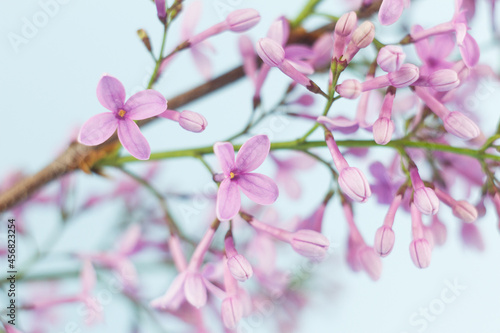 close-up of small fresh flowers of lilac of purple color, natural spring background on a pastel blue background.