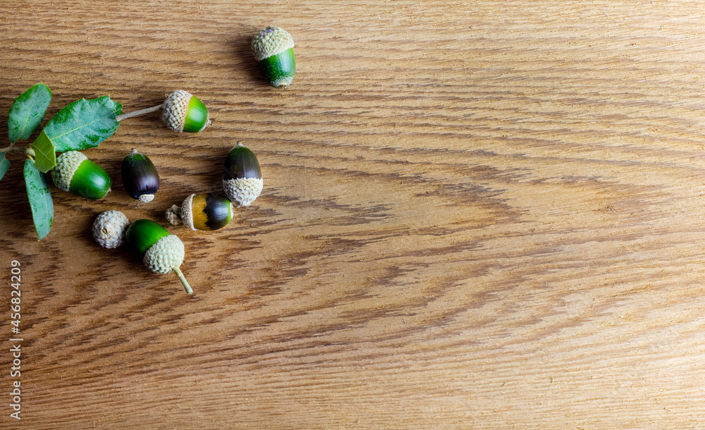 Obraz premium Various acorns on a cedr plank as a background decoration for the holiday