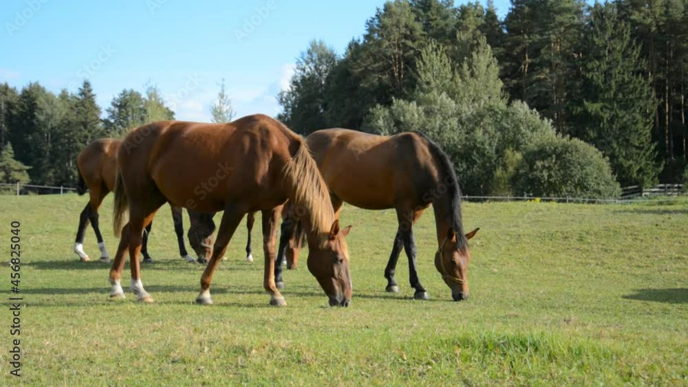 a small herd of brown horses perch on a green meadow on a sunny summer day a small herd of brown horses perch on a green meadow on a sunny summer day