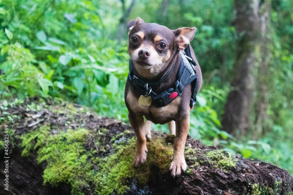 Perro Montaña, chihuahua, doméstico, Costa Rica Perro Montaña, chihuahua, doméstico, Costa Rica