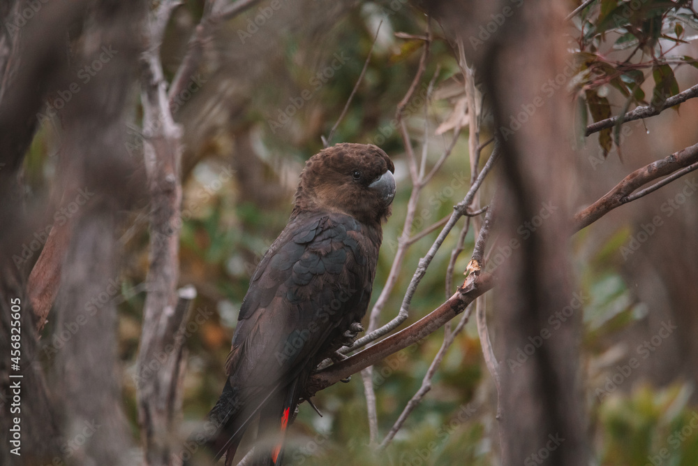 Glossy black cockatoo sitting in a tree. Glossy black cockatoo sitting in a tree.