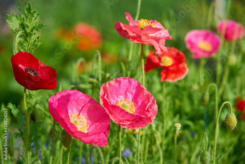 Pink and Red Wild Poppies. Poppies and wildflowers in a rural setting.