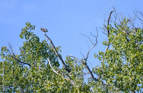Wild Osprey bird of prey perched atop tree branch under blue sky