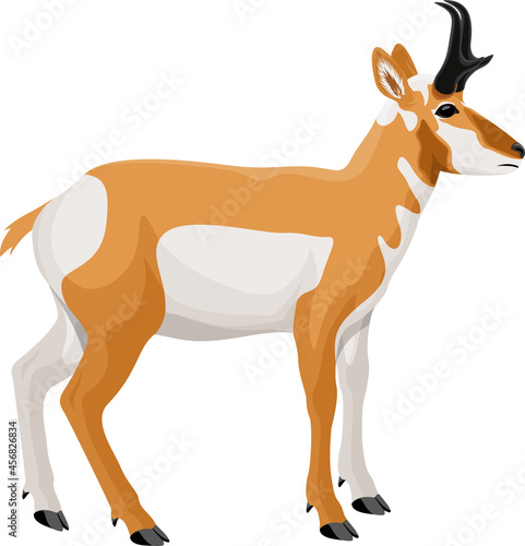 Vector Pronghorn, American antelope, prong buck