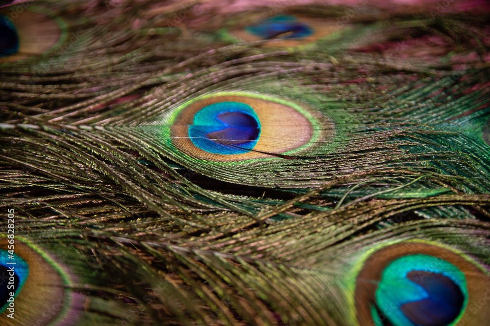 Fototapeta premium eye of the peacock