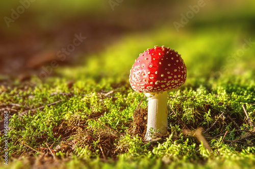 Red small fly agaric mushroom in a forest growing from green moss