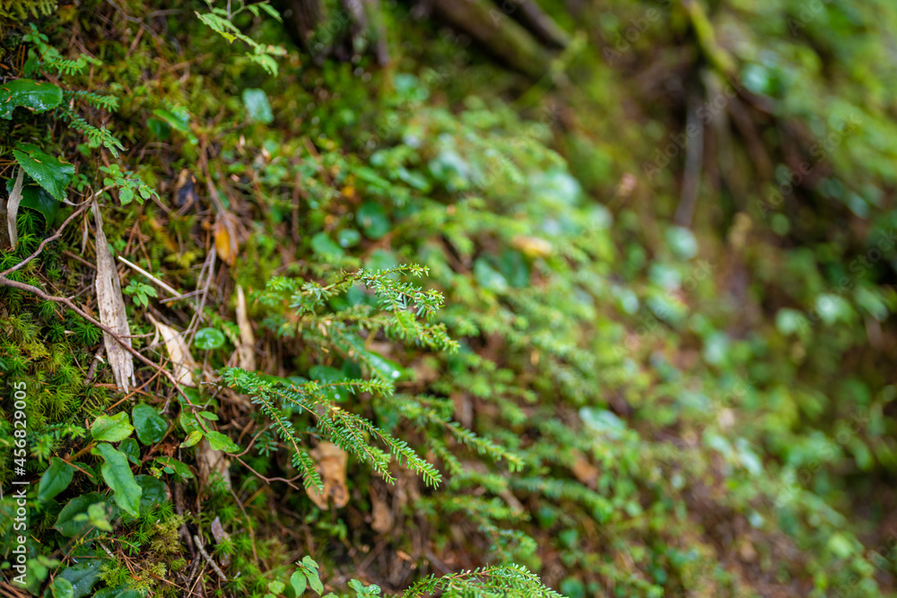 長野県安曇野市にある燕岳を登山する風景 A view of climbing Mt. Tsubame in Azumino City, Nagano Prefecture. 長野県安曇野市にある燕岳を登山する風景 A view of climbing Mt. Tsubame in Azumino City, Nagano Prefecture.