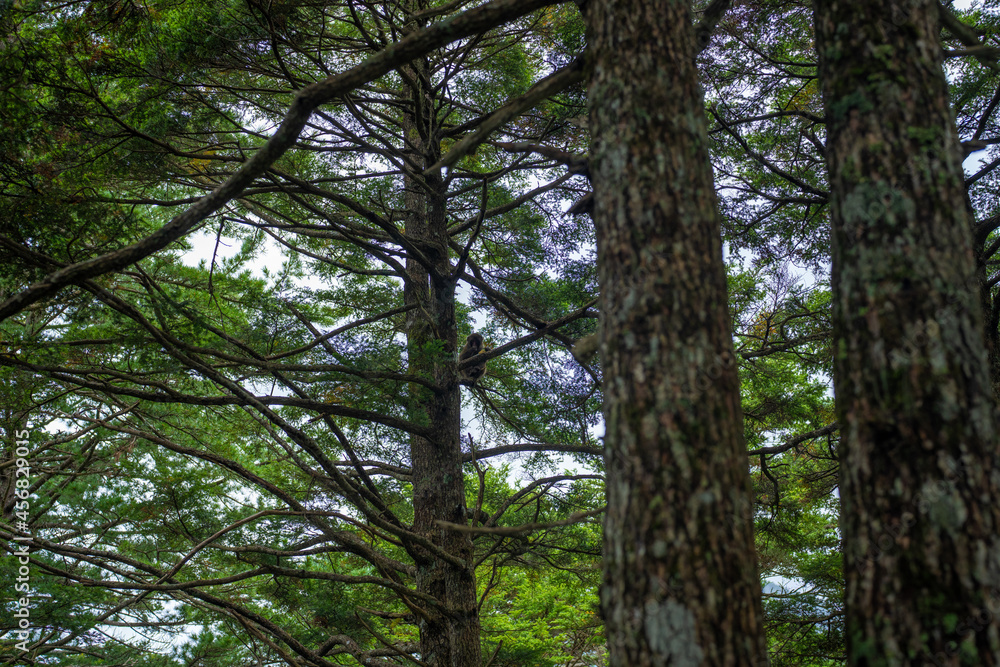 長野県安曇野市にある燕岳を登山する風景 A view of climbing Mt. Tsubame in Azumino City, Nagano Prefecture. 長野県安曇野市にある燕岳を登山する風景 A view of climbing Mt. Tsubame in Azumino City, Nagano Prefecture.