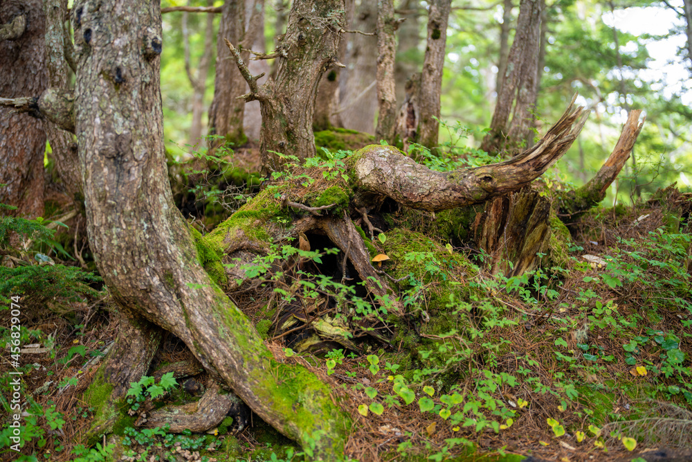 長野県安曇野市にある燕岳を登山する風景 A view of climbing Mt. Tsubame in Azumino City, Nagano Prefecture. 長野県安曇野市にある燕岳を登山する風景 A view of climbing Mt. Tsubame in Azumino City, Nagano Prefecture.