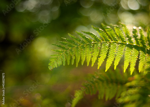 Thelypteris palustris, fern in in nature, in iran, Glade and trail in the forest isolated with blur background or shallow depth of field, glowing with sunlight photo