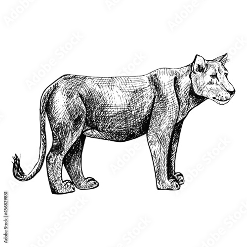 lioness isolated on white background. Sketch graphic predator of savannah in engraving style.