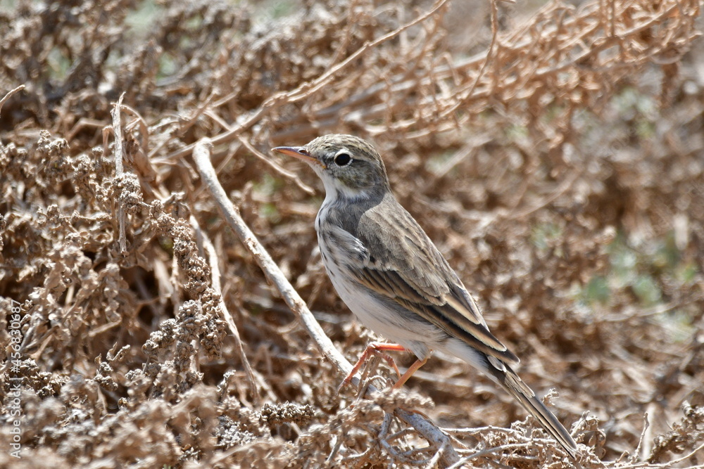 custom made wallpaper toronto digitalBISBITA CAMINERA