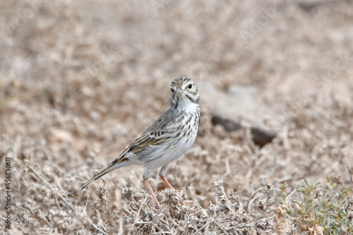 Wallpaper Mural BISBITA CAMINERA Torontodigital.ca