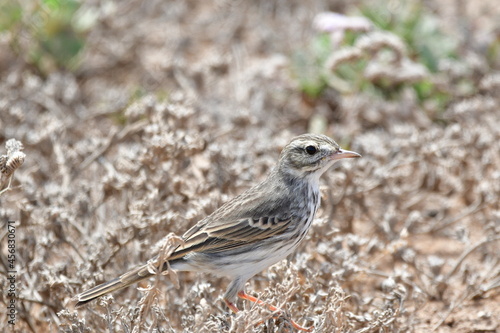Wallpaper Mural BISBITA CAMINERA Torontodigital.ca