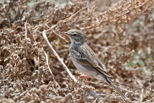 Wallpaper Mural BISBITA CAMINERA Torontodigital.ca