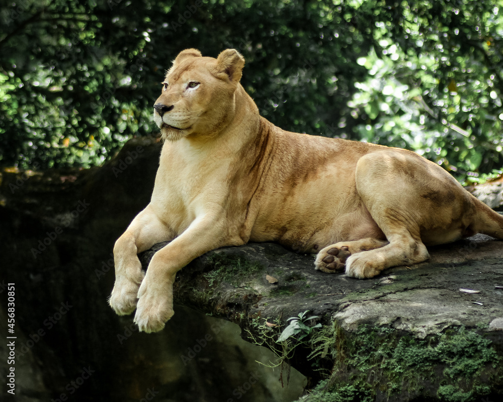 Obraz premium lion and lioness