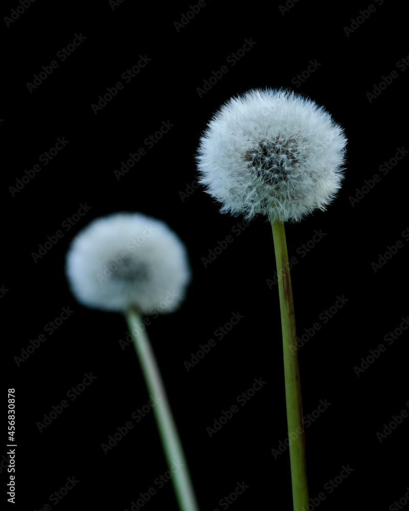Fototapeta premium dandelion on black background