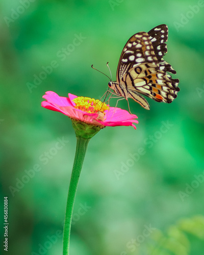 butterfly on flower