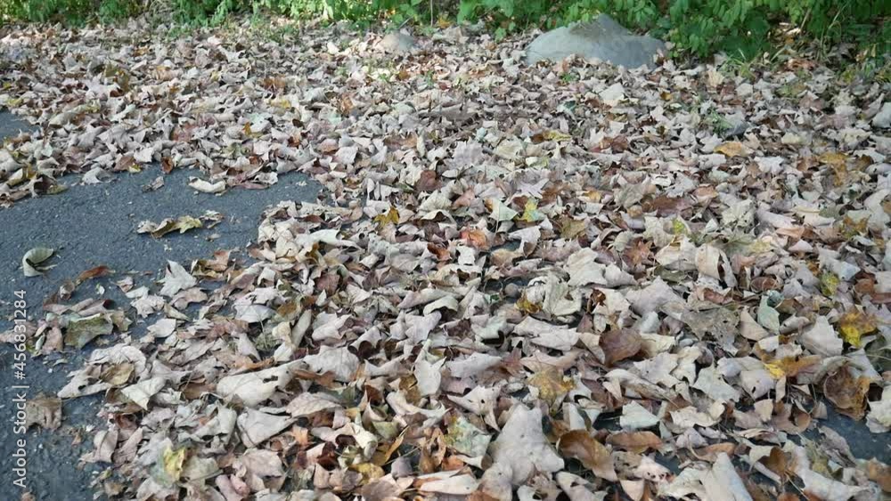 fallen leaves in the backyard and the driveway in early autumn in New Jersey, USA fallen leaves in the backyard and the driveway in early autumn in New Jersey, USA
