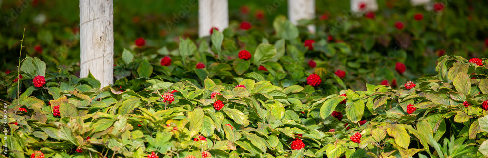 Ginseng plant with ripe red berries grown in Marathon county, Wisconsin, USA Ginseng plant with ripe red berries grown in Marathon county, Wisconsin, USA