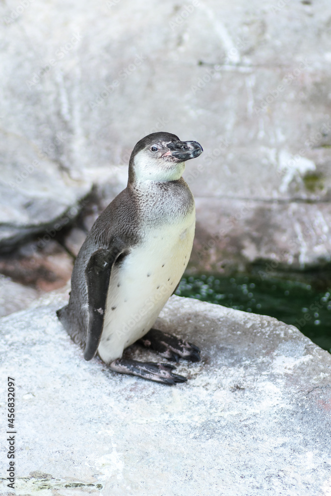 Naklejka premium penguin in polar regions