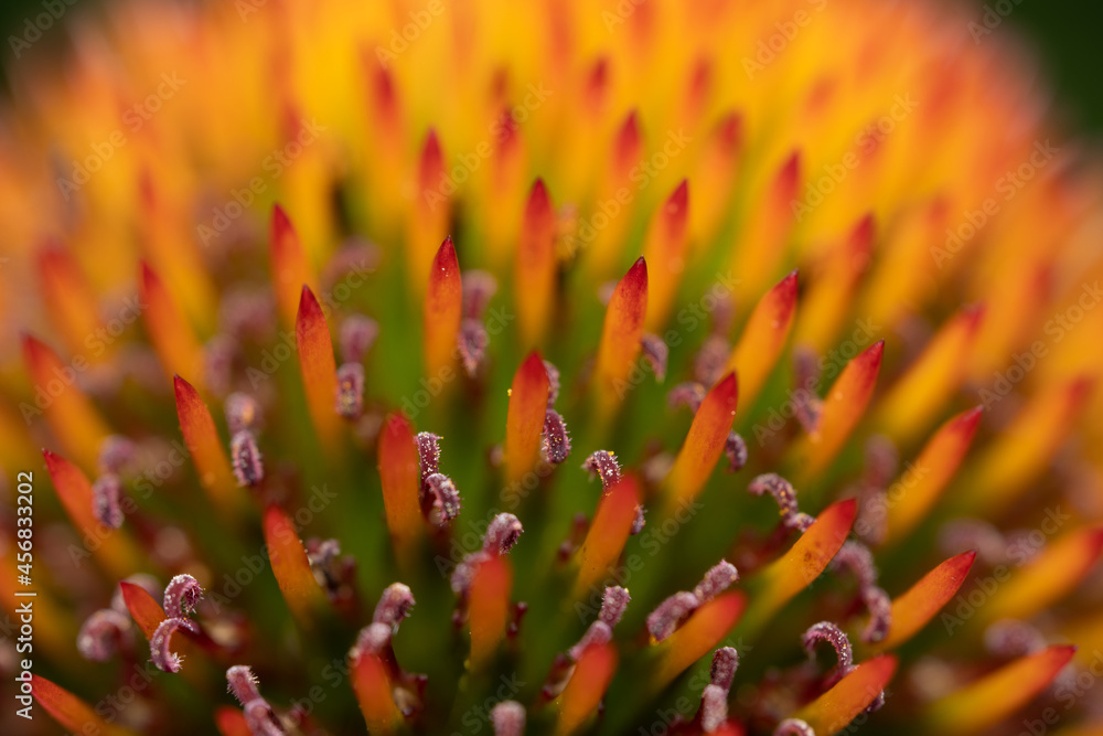 Abstract Macro Cone Flower Background
