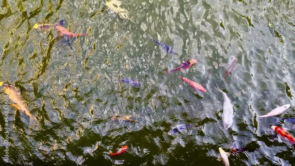 Colorful Fishes in a Lake Water