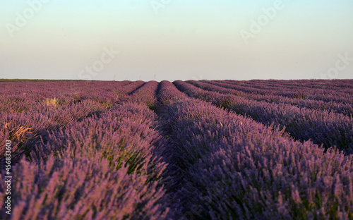 un bonito campo de lavanda en españa