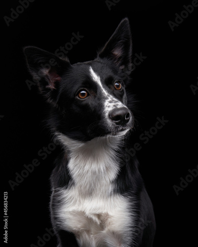 Black-white border collie on a black background. Dog in a photo studio