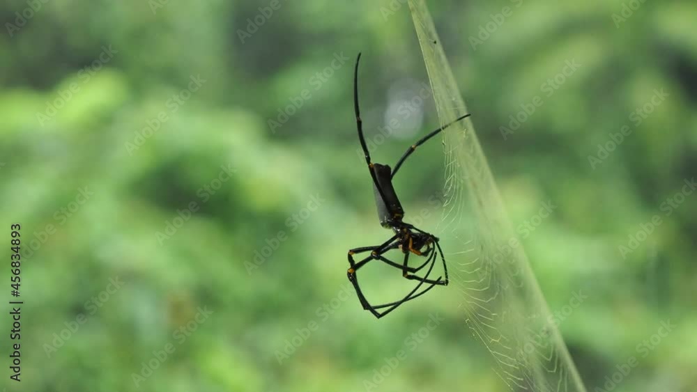 Golden orb weaver spider eating insect from it's web, blur background