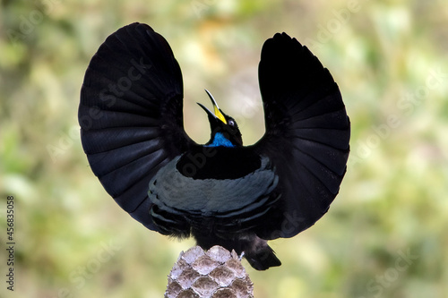 Victoria's Riflebird courtship dance , wing display, beak open fluffed up and looking amazing photo