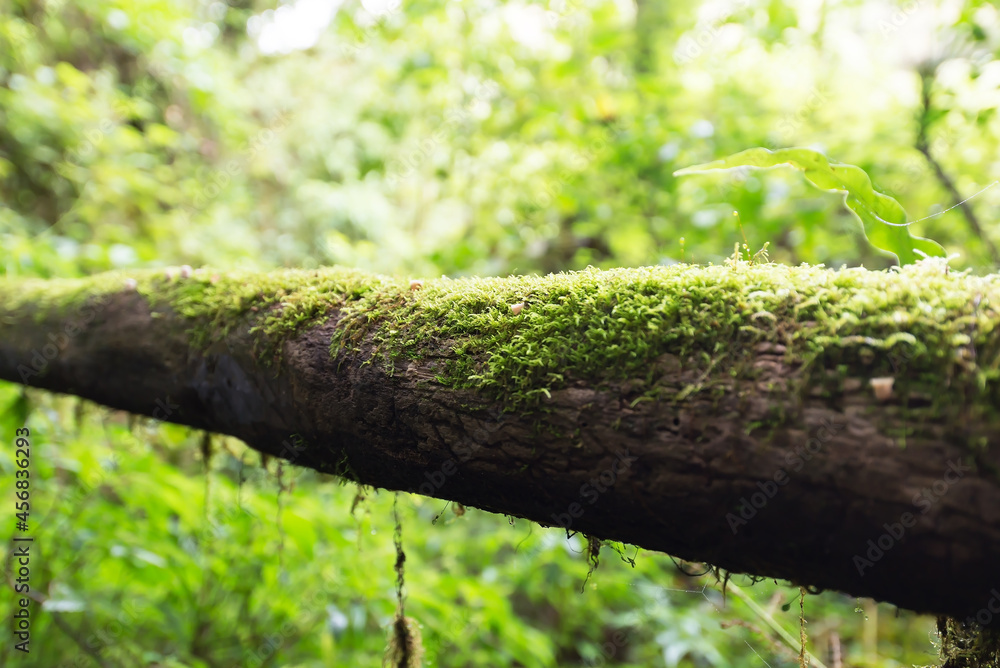 Obraz premium Beautiful rain forest at nature trails Ang Ka Doi Inthanon,Chiangmai in Thailand is a very popular for photographer and tourists. Natural and Travel Concept.