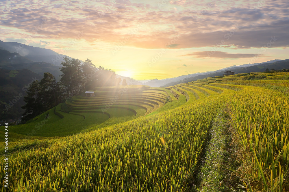 Obraz premium Mu Cang Chai,Rice terrace on during sunset ,Northeast region of Vietnam