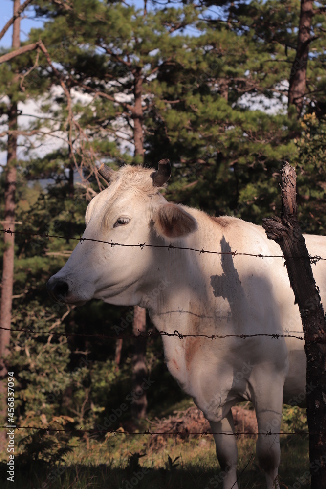 Fototapeta premium Cows 