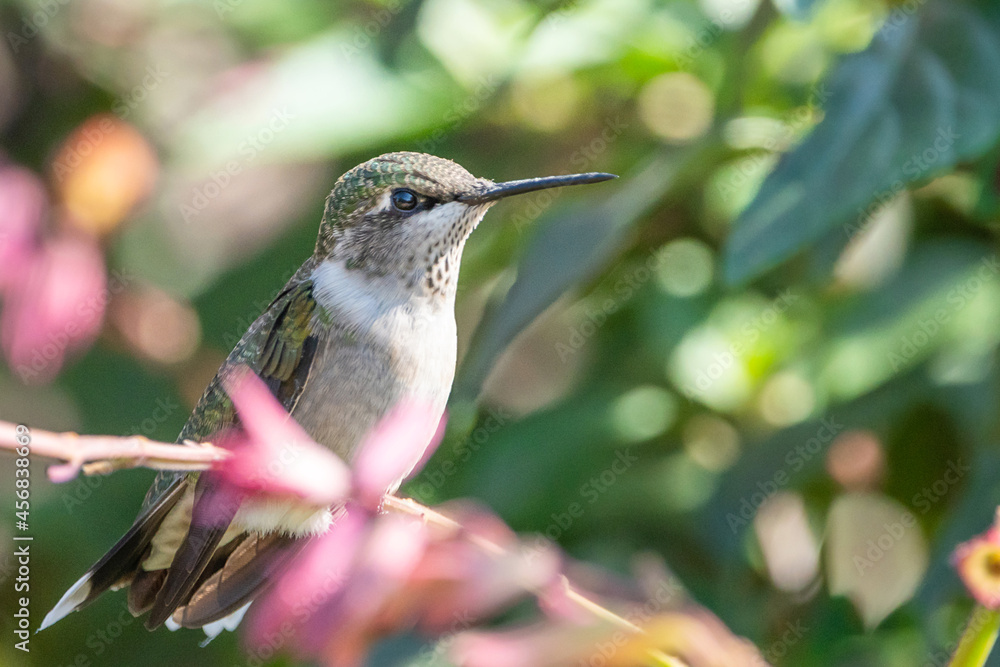 Fototapeta premium A hummingbird is enjoying a sunny day on a flower tree stem