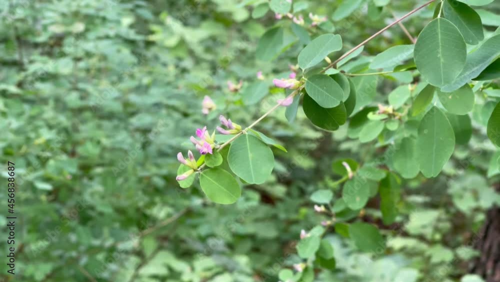 pink flowers and green leaves on a lespedeza bicolor branch swaying in the wind pink flowers and green leaves on a lespedeza bicolor branch swaying in the wind