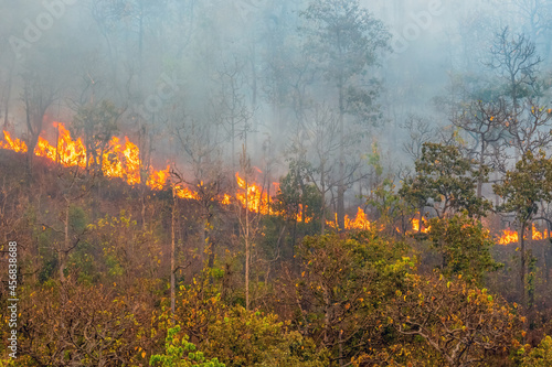 Forest fire is burning primarily as a surface fire, spreading along the ground © toa555