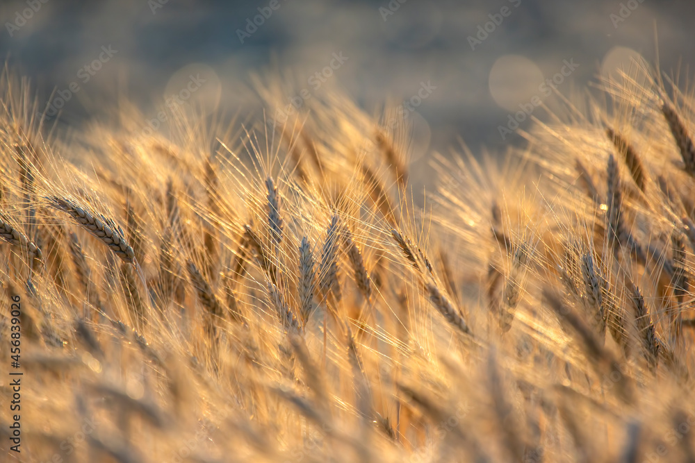 Obraz premium spikelets of wheat on the field close-up in sunbeams. agriculture and agroindustry