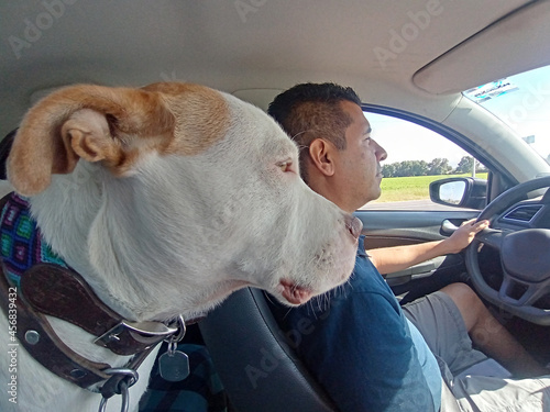 Latino adult man drives a car accompanied by his white pitbull dog with brown spots, attentive to the road, they travel together 
