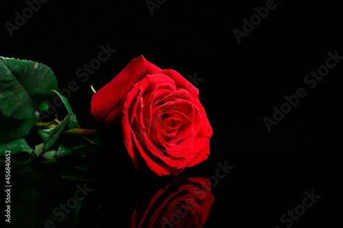 Fototapeta Naklejka Na Ścianę i Meble -  Beautiful rose on dark background