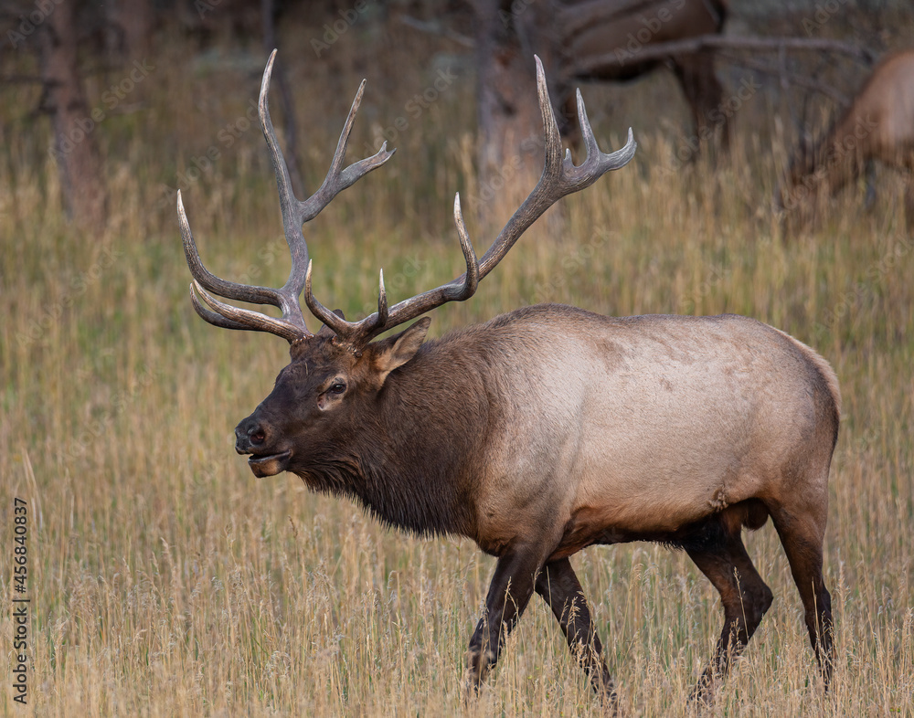 Fototapeta premium Bull rocky mountain elk (cervus canadensis) walking through tall grass during the fall elk rut Colorado, USA