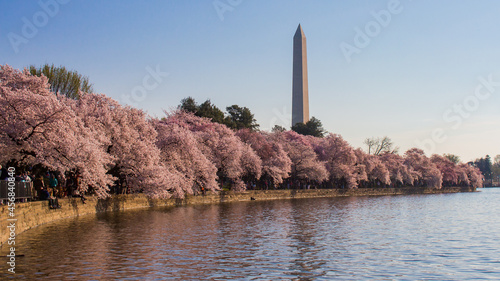 DC Cherry Blossoms