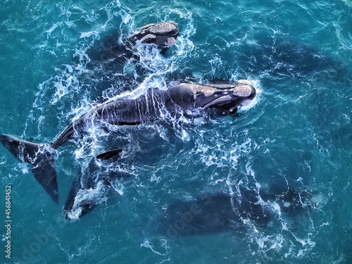 Ballenas en Playa Bajada de la Osa