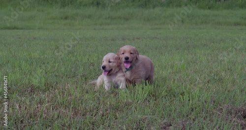 Two golden retriever puppies standing in the grass in a tropical park photo
