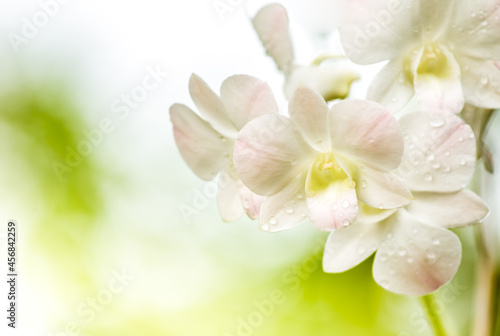 Close up beautiful Vanda orchid in the garden  Chiangmai Thailand