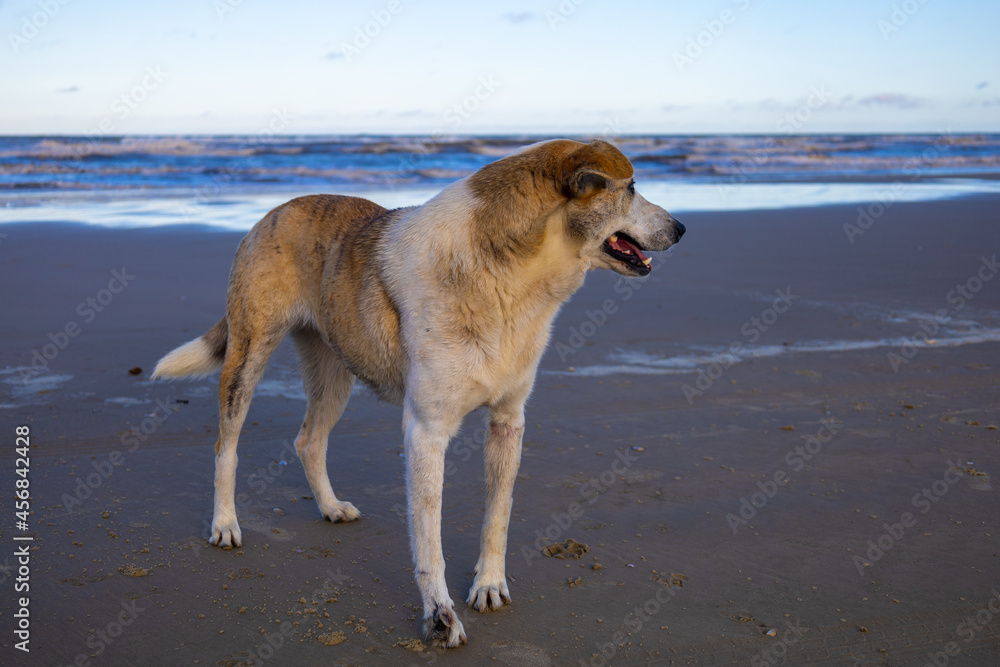 cachorro na praia cachorro na praia