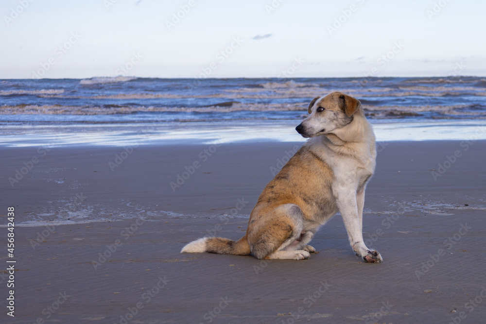 cachorro na praia