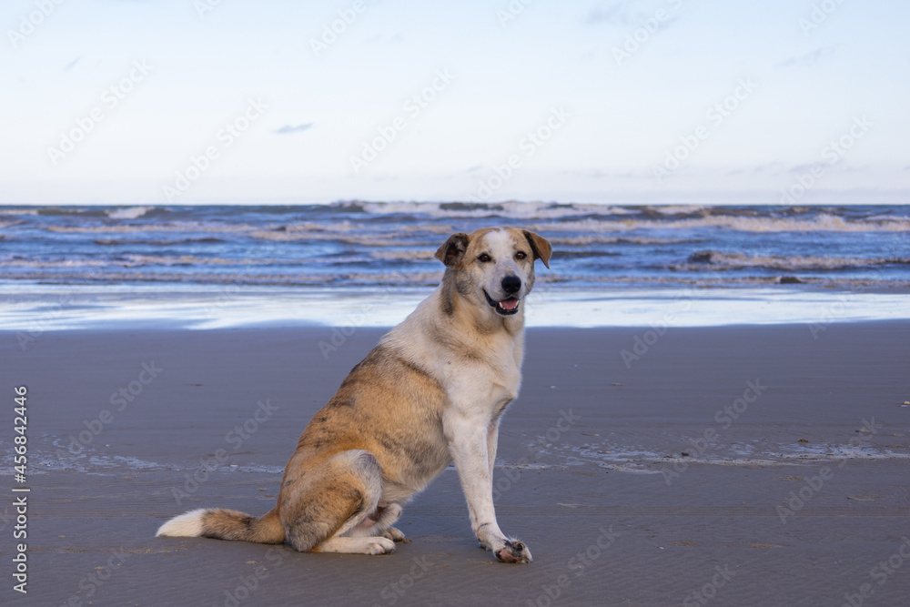 cachorro na praia